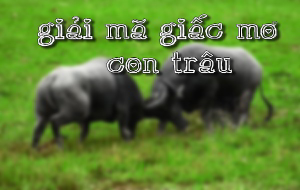 GIẢI MÃ GIẤC MƠ THẤY TRÂU: ĐIỀM BÁO GÌ VÀ NÊN ĐÁNH CON SỐ NÀO CHO MAY MẮN?